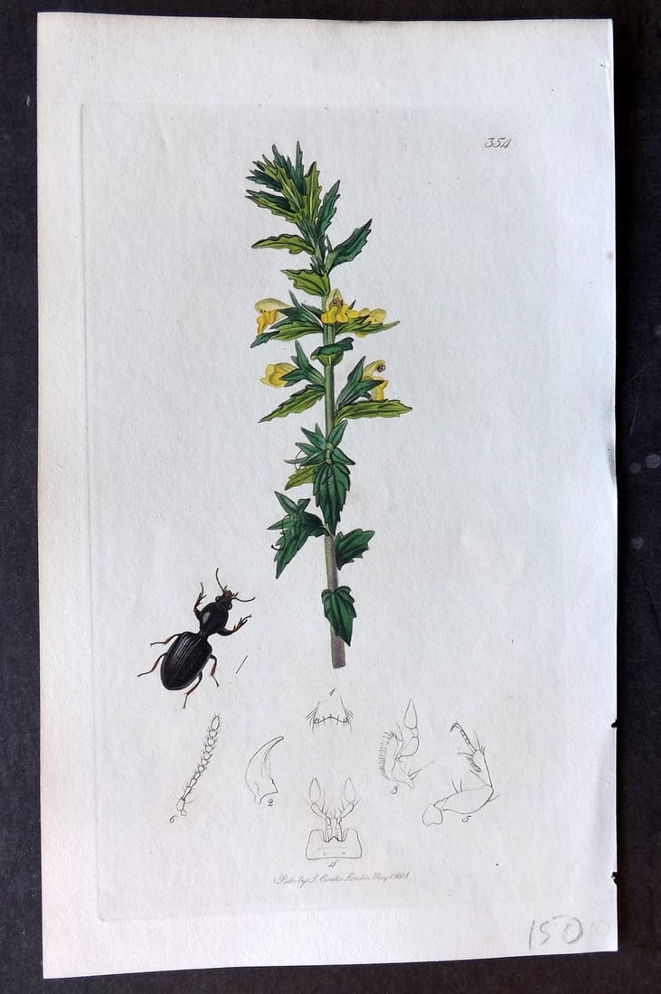 Curtis, John C1830 Hand Col Insect Botanical Print. Dyschirius Inermis 354: Hand Colored Etching Published 1823-39, London for "British Entomology: Being Illustrations and Descriptions of the Genera of Insects found in Great Britain and Ireland" First Edition by John Curtis. 