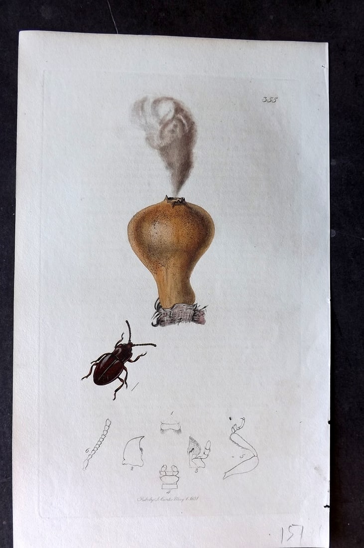 Curtis, John C1830 Hand Col Insect Botanical Print. Lycoperdina Bovistae 355: Hand Colored Etching Published 1823-39, London for "British Entomology: Being Illustrations and Descriptions of the Genera of Insects found in Great Britain and Ireland" First Edition by John Curtis. 