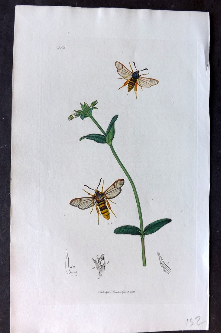 Curtis, John C1830 Hand Col Insect Botanical Print. Hornet Moth 372: Hand Colored Etching Published 1823-39, London for "British Entomology: Being Illustrations and Descriptions of the Genera of Insects found in Great Britain and Ireland" First Edition by John Curtis. 
