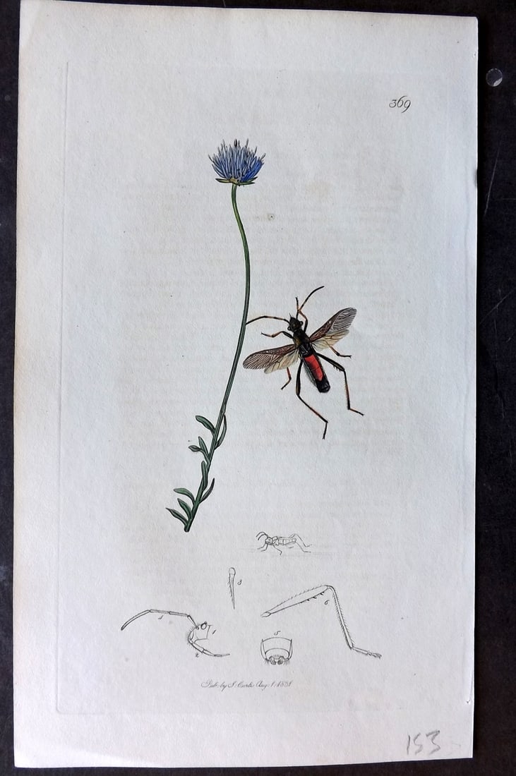 Curtis, John C1830 Hand Col Insect Botanical Print. Alydus Calcaratus 369: Hand Colored Etching Published 1823-39, London for "British Entomology: Being Illustrations and Descriptions of the Genera of Insects found in Great Britain and Ireland" First Edition by John Curtis. 