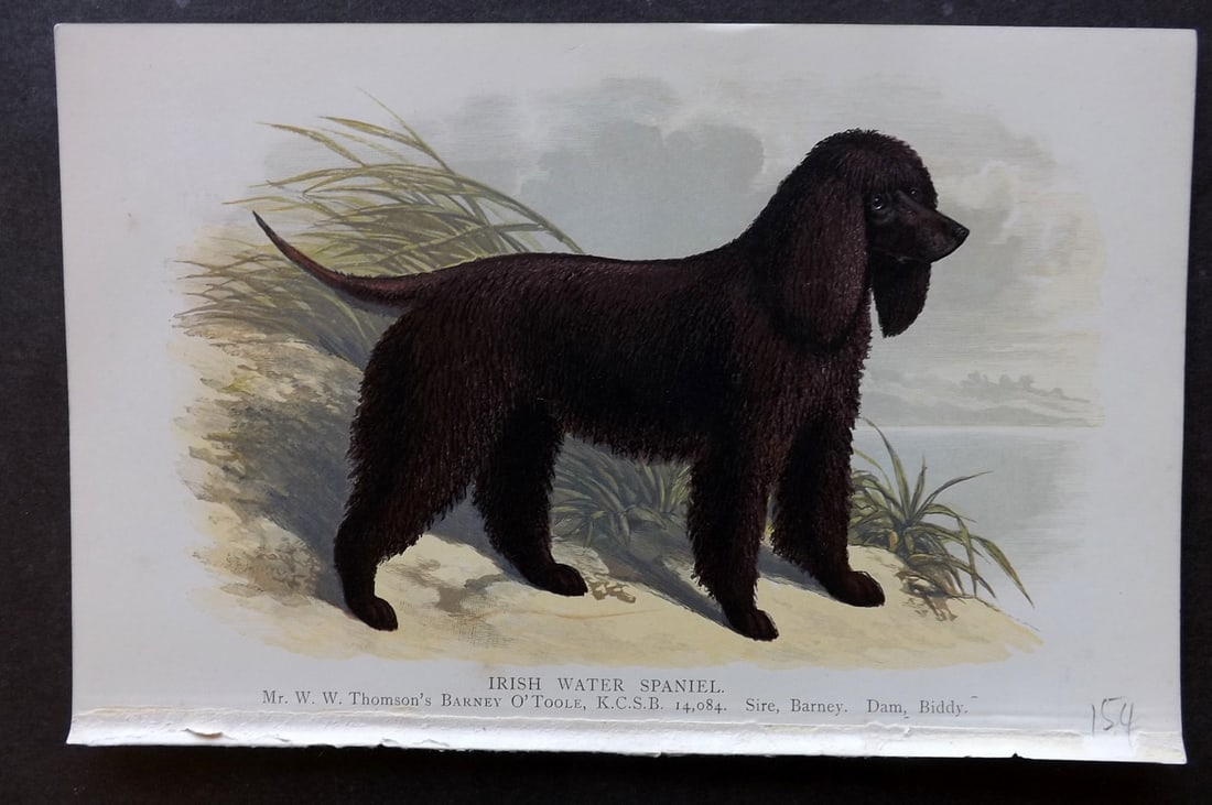 Dalziel, Hugh 1880s Antique Dog Print. Irish Water Spaniel: Colour Printed Woodblock Published 1880's, London for "British Dogs..." by Hugh Dalziel. Reverse side blank. Paper Size: 8 x 5 inch (21 x 13cm) Good Condition