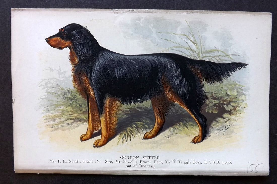 Dalziel, Hugh 1880s Antique Dog Print. Gordon Setter: Colour Printed Woodblock Published 1880's, London for "British Dogs..." by Hugh Dalziel. Reverse side blank. Paper Size: 8 x 5 inch (21 x 13cm) Good Condition