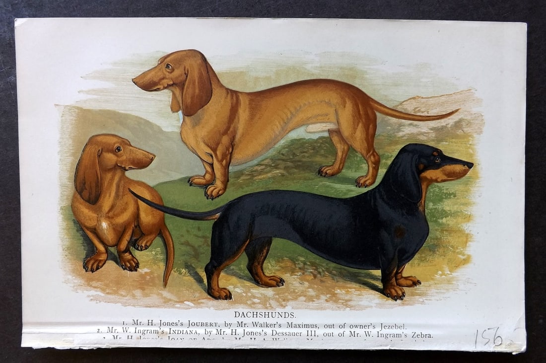 Dalziel, Hugh 1880s Antique Dog Print. Dachshunds: Colour Printed Woodblock Published 1880's, London for "British Dogs..." by Hugh Dalziel. Reverse side blank. Paper Size: 8 x 5 inch (21 x 13cm) Good Condition
