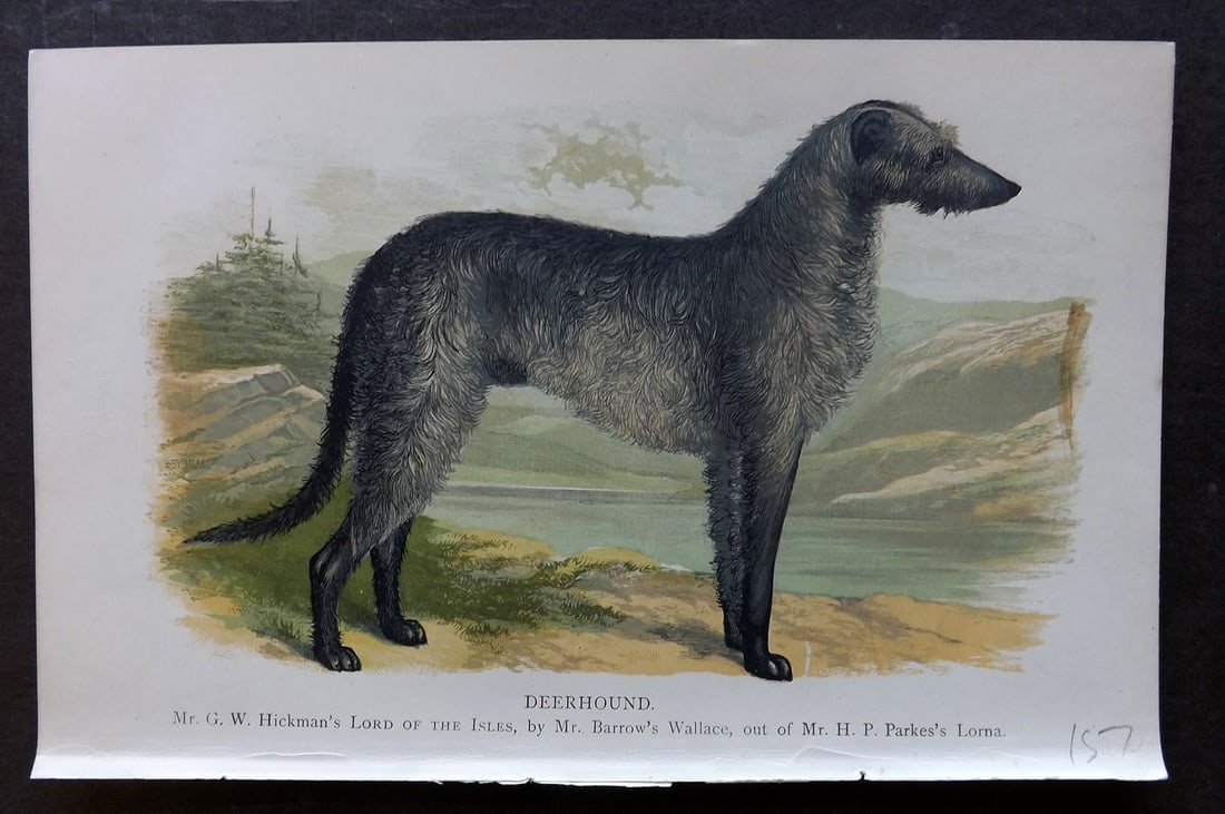Dalziel, Hugh 1880s Antique Dog Print. Deerhounds: Colour Printed Woodblock Published 1880's, London for "British Dogs..." by Hugh Dalziel. Reverse side blank. Paper Size: 8 x 5 inch (21 x 13cm) Good Condition