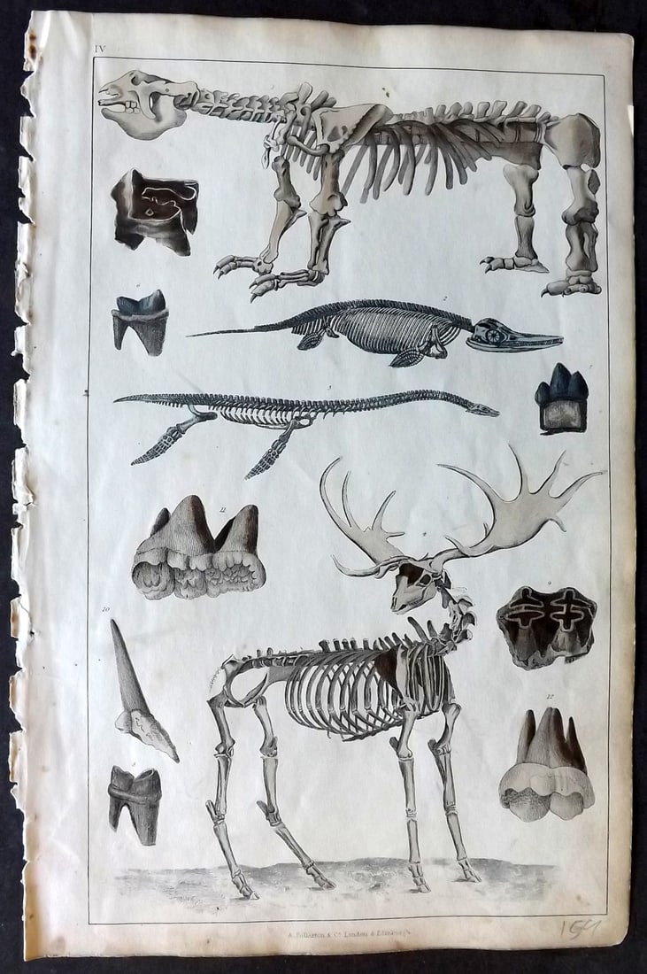 Goldsmith 1847 Hand Col Print. Extinct Amimals - Megatherium, Ichthosaurus, Plesiosaurus, Fossil (1 of 1)