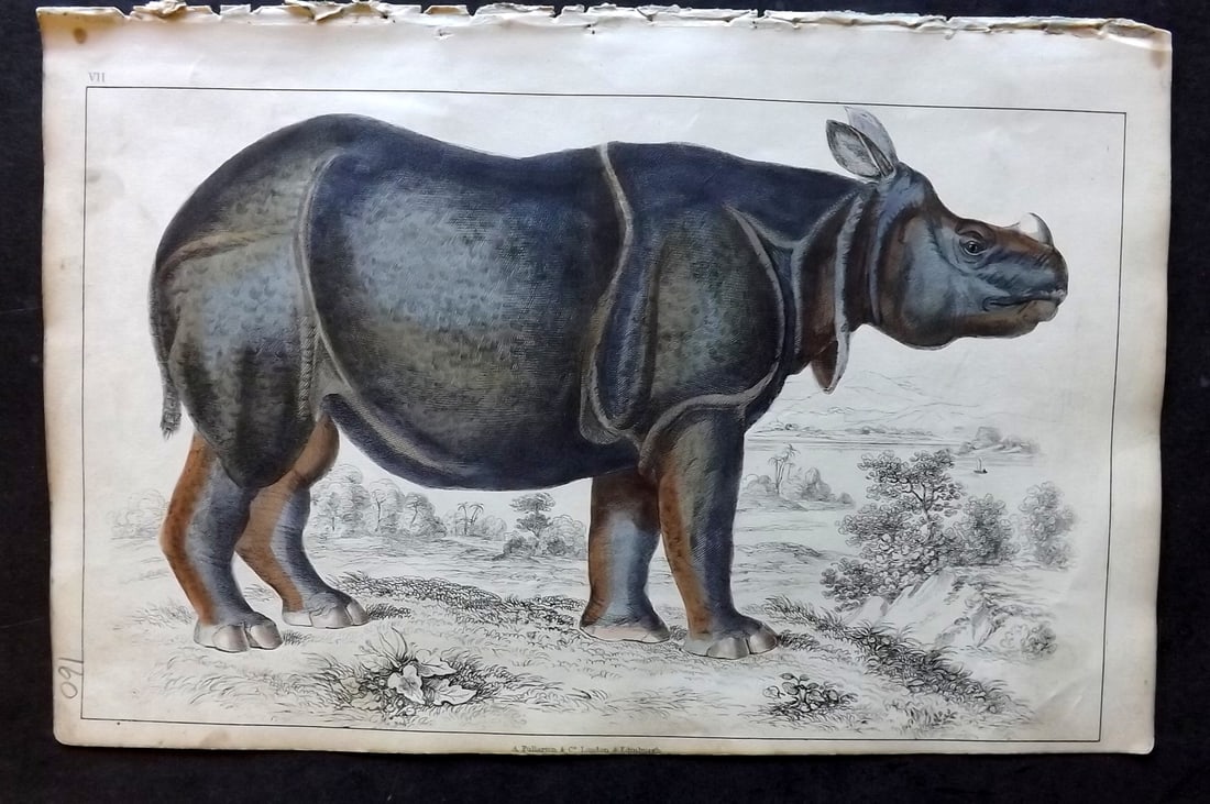 Goldsmith 1847 Hand Col Print. Rhinoceros (1 of 1)