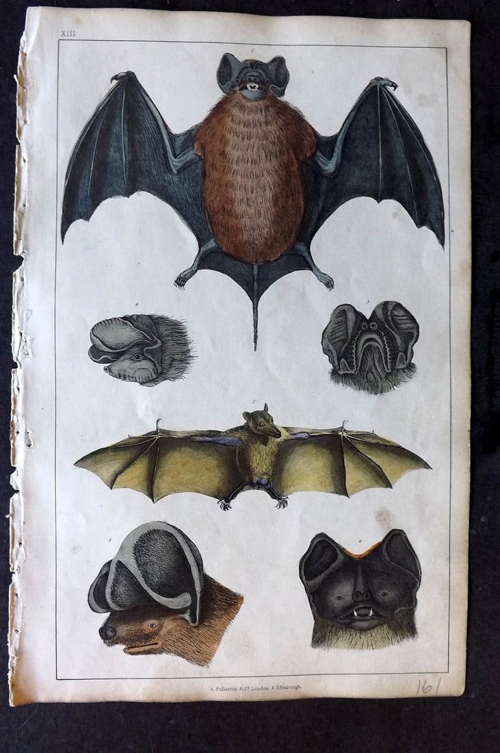 Goldsmith 1847 Hand Col Print. Bats - Slender, Rousette, Notcheared, Rufous (1 of 1)