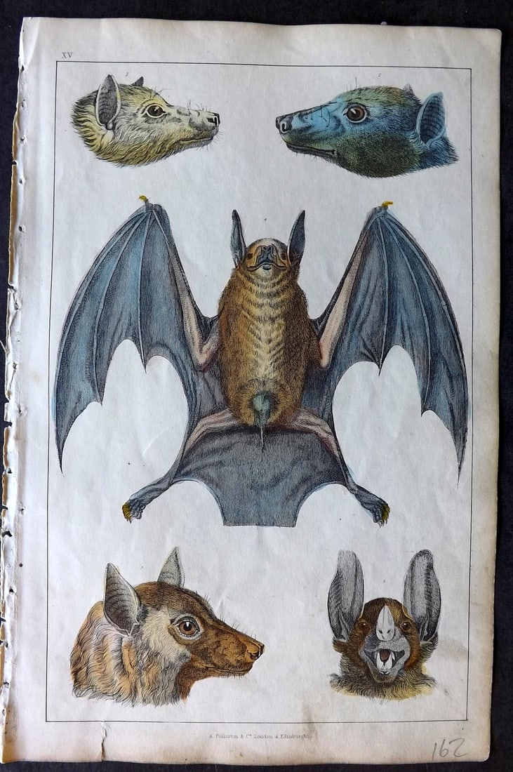 Goldsmith 1847 Hand Col Print. Bats - Rousette, Red Footed, Black Faced, Vampire (1 of 1)