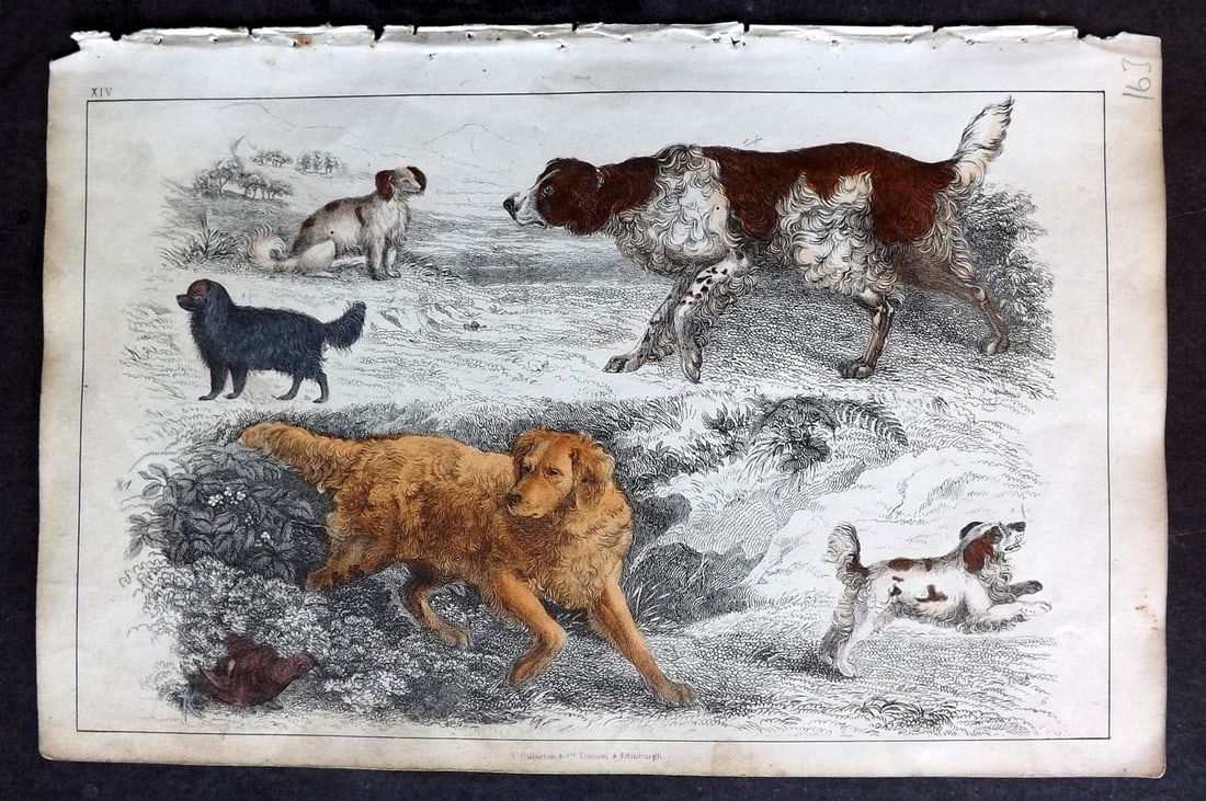 Goldsmith 1847 Hand Col Print. Dogs - English Setter, Cocker Spaniel, Comforter (1 of 1)