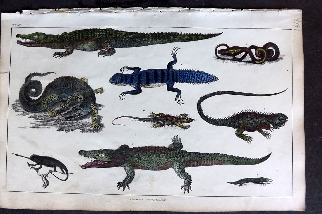 Goldsmith 1847 Hand Col Print. Crocodiles, Alligator, Snake, Chameleon, Skink (1 of 1)