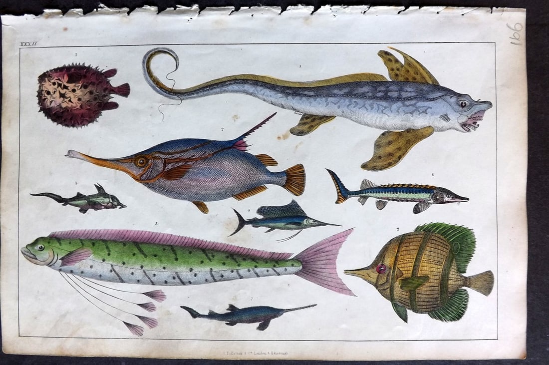 Goldsmith 1847 Hand Col Print. Fish - Monstrosa, Diodon, Swordfish, Sturgeon etc (1 of 1)