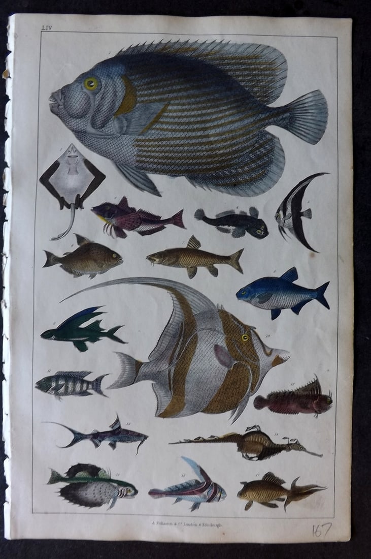 Goldsmith 1847 Hand Col Print. Fish - Gurnard, Salmon, Flying Fish, Carp, Flying Gurnard, Barbel: Hand Colored Etching/Engraving Published 1847 by A. Fullarton & Co., London for "A History of the Earth and Animated Nature" by Oliver Goldsmith. Paper Size: 10 x 6 inch (25 x 16cm) Good Condition