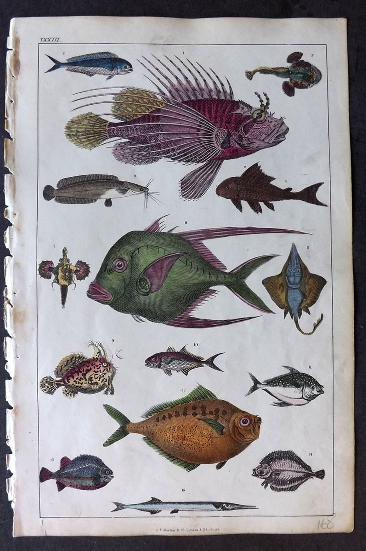 Goldsmith 1847 Hand Col Print. Fish - Scorpena,  Fishing Frog, Ray, Mackerel, Opah, Zeus (1 of 1)
