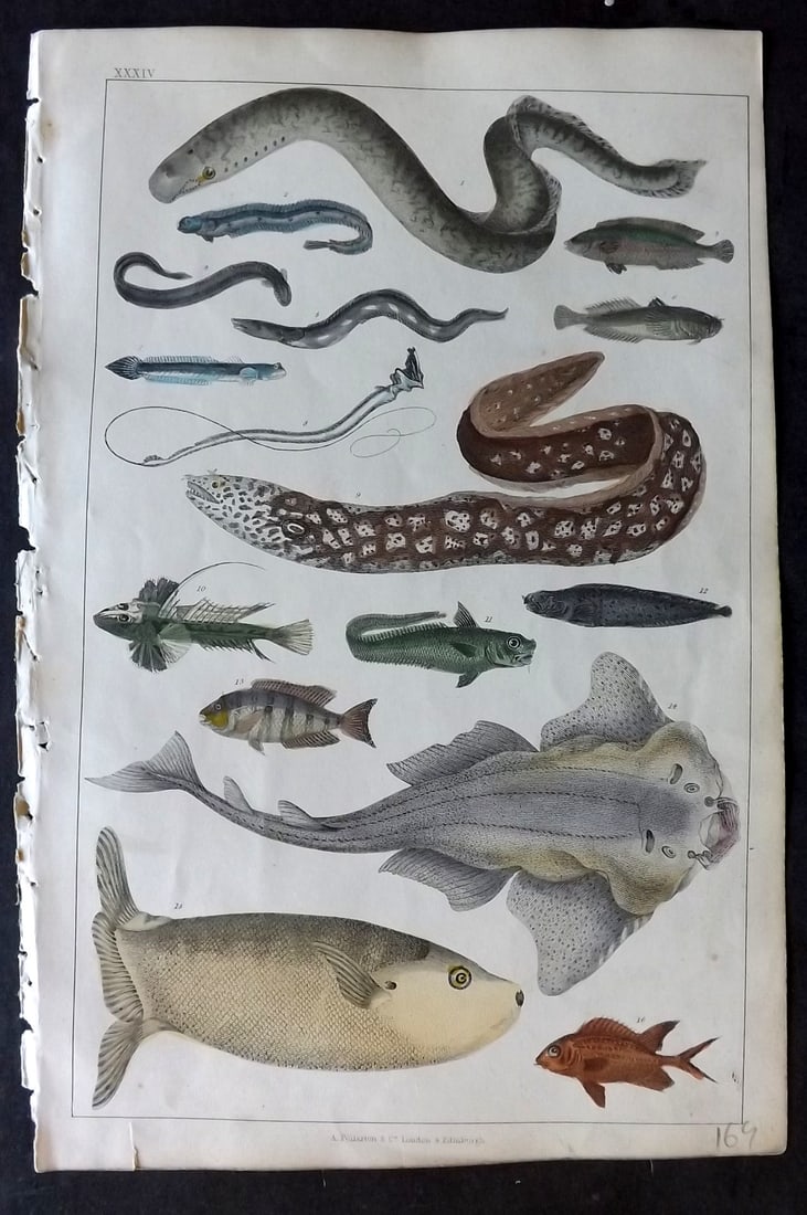 Goldsmith 1847 Hand Col Print. Fish - Conger Eel, Wolf Fish, Surinam Gilt Head, Star Gazer, Tetrodon (1 of 1)