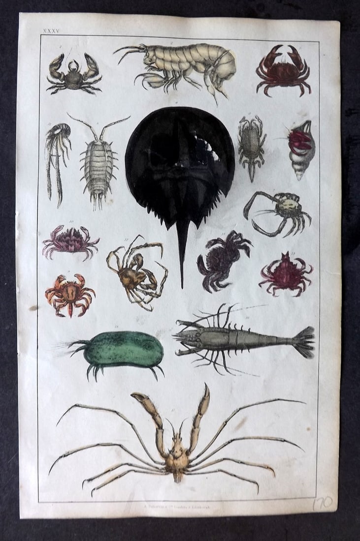 Goldsmith 1847 Hand Col Print. Crabs, Shrimp, Prawn (1 of 1)