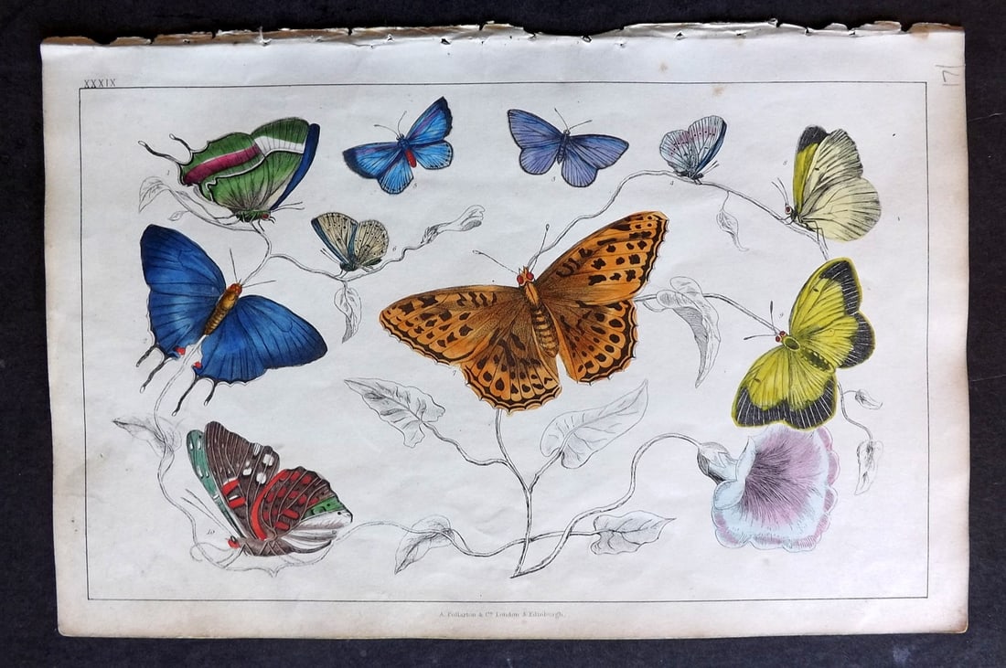 Goldsmith 1847 Hand Col Print. Royal, Azure Butterflies (1 of 1)