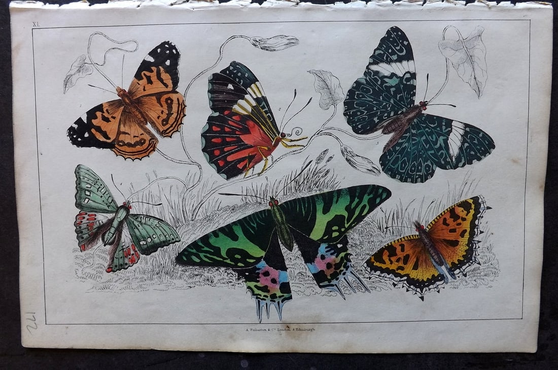 Goldsmith 1847 Hand Col Print. Painted Lady, Merry, Oriental Emperor Butterflies (1 of 1)