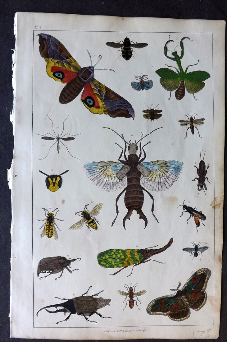 Goldsmith 1847 Hand Col Print. Flies, Crocus, Beetles, Cricket, Was, Ant (1 of 1)