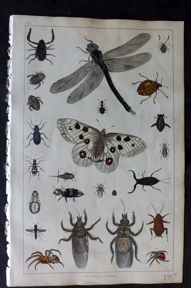 Goldsmith 1847 Hand Col Print. Apollo Butterfly, Helops, Libellula, Insects: Hand Colored Etching/Engraving Published 1847 by A. Fullarton & Co., London for "A History of the Earth and Animated Nature" by Oliver Goldsmith. Paper Size: 10 x 6 inch (25 x 16cm) Toning at top, oth