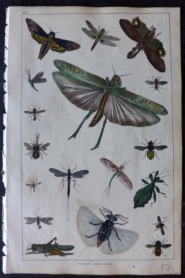 Goldsmith 1847 Hand Col Print. Moth, Dragonfly, Lantern Fly, Insects (1 of 1)