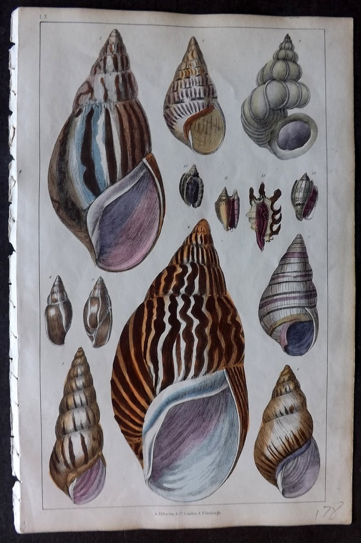 Goldsmith 1847 Hand Col Print. Shells 60 (1 of 1)