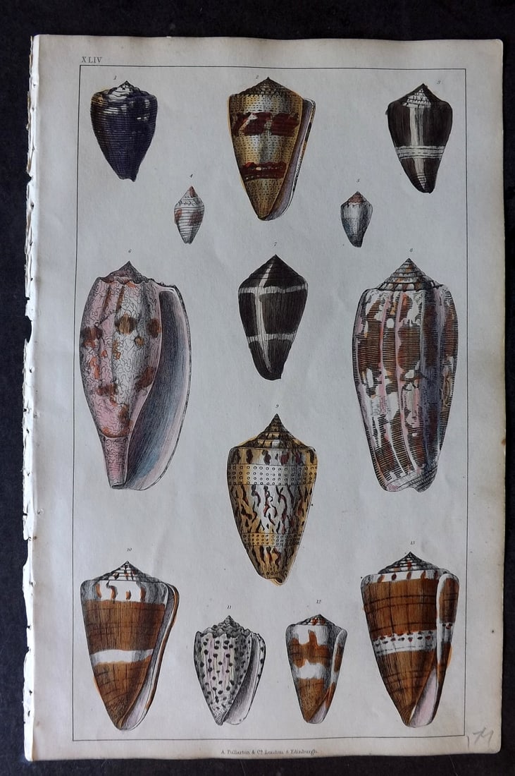 Goldsmith 1847 Hand Col Print. Shells 54 (1 of 1)