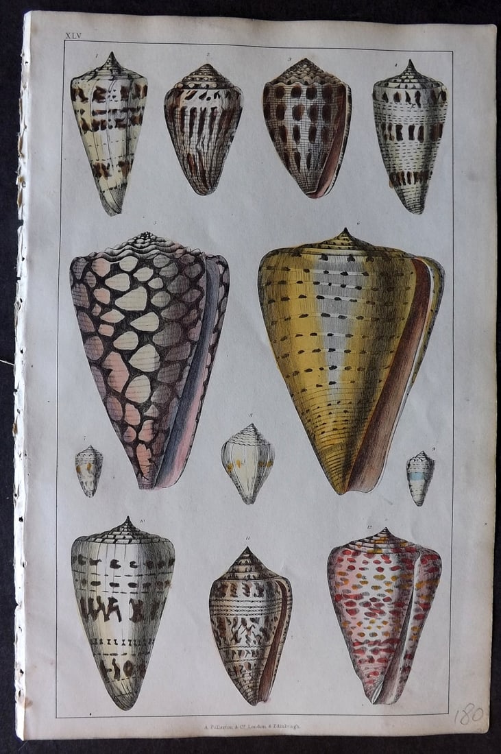 Goldsmith 1847 Hand Col Print. Shells 55 (1 of 1)