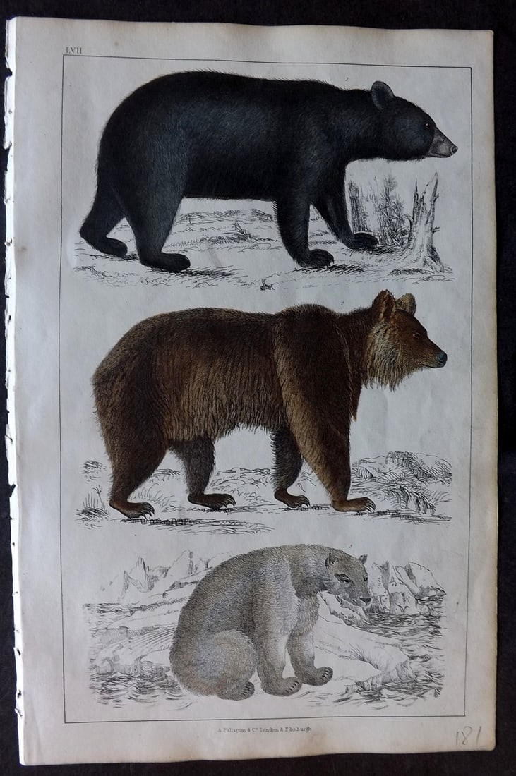 Goldsmith 1847 Hand Col Print. Black Bear of America, Brown Bear, Polar Bear: Hand Colored Etching/Engraving Published 1847 by A. Fullarton & Co., London for "A History of the Earth and Animated Nature" by Oliver Goldsmith. Paper Size: 10 x 6 inch (25 x 16cm) Good Condition