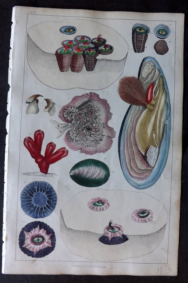 Goldsmith 1847 Hand Col Print. Whale Barnacles, Horse Mussel: Hand Colored Etching/Engraving Published 1847 by A. Fullarton & Co., London for "A History of the Earth and Animated Nature" by Oliver Goldsmith. Paper Size: 10 x 6 inch (25 x 16cm) Good Condition