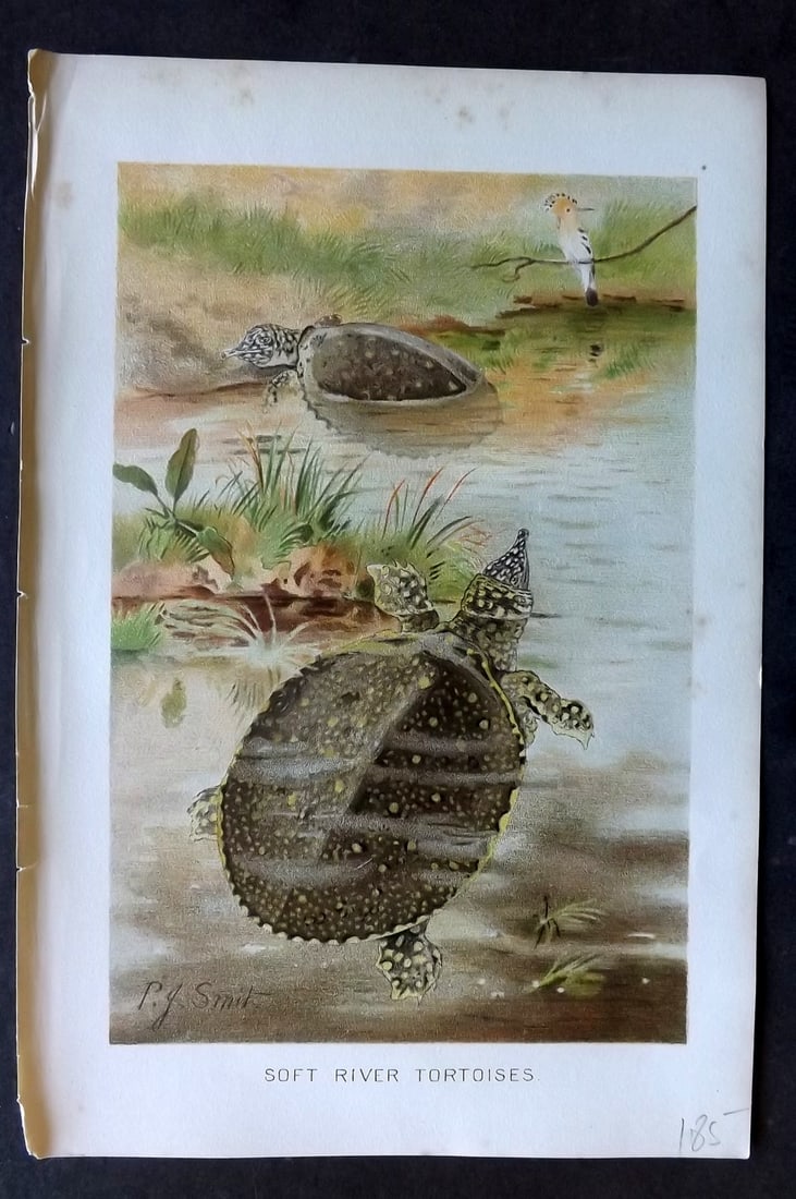 Lydekker, Richard 1896 Antique Print. Soft River Tortoises: Chromolithograph Published 1894-96, London for "The Royal Natural History" by Richard Lydekker. Illustrated by Smit, Keulemans, Wolf and others. Paper Size: 10 x 6.5 inch (25 x 16.5cm) Very minor marg