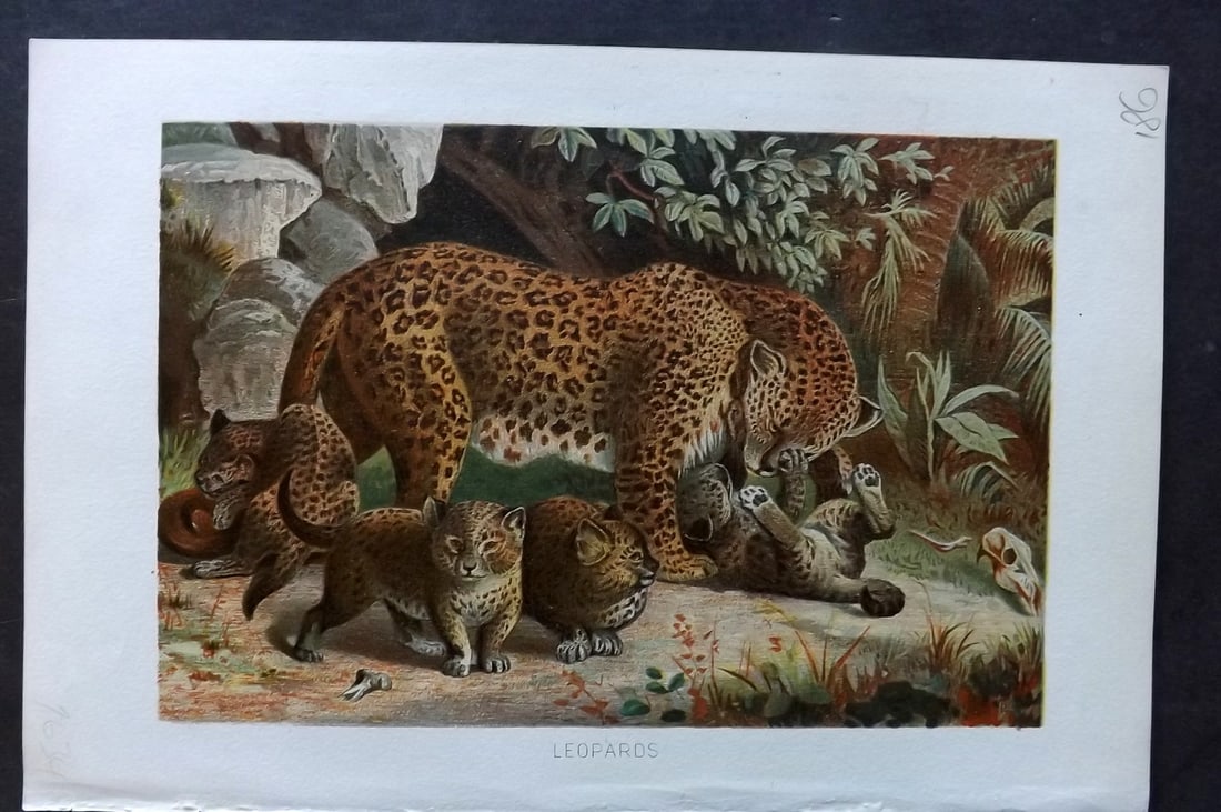 Lydekker, Richard 1896 Antique Print. Leopards: Chromolithograph Published 1894-96, London for "The Royal Natural History" by Richard Lydekker. Illustrated by Smit, Keulemans, Wolf and others. Paper Size: 10 x 6.5 inch (25 x 16.5cm) Good Condition