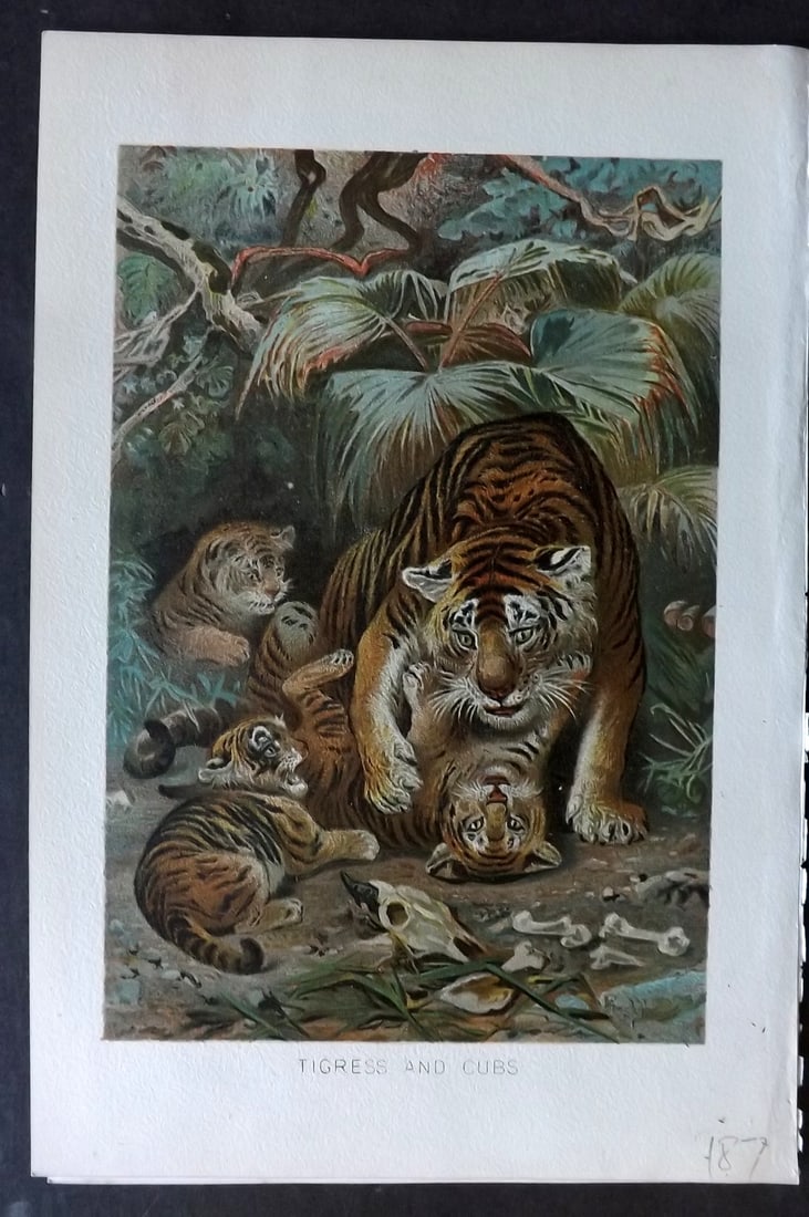 Lydekker, Richard 1896 Antique Print. Tigress and Cubs: Chromolithograph Published 1894-96, London for "The Royal Natural History" by Richard Lydekker. Illustrated by Smit, Keulemans, Wolf and others. Paper Size: 10 x 6.5 inch (25 x 16.5cm) Good Condition