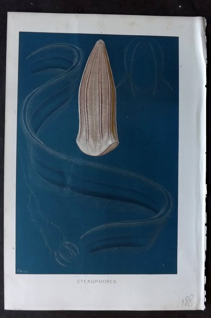 Lydekker, Richard 1896 Antique Print. Ctenophores: Chromolithograph Published 1894-96, London for "The Royal Natural History" by Richard Lydekker. Illustrated by Smit, Keulemans, Wolf and others. Paper Size: 10 x 6.5 inch (25 x 16.5cm) Good Condition