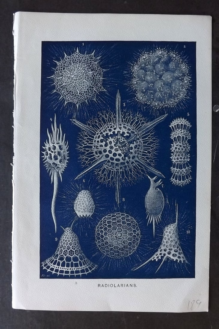 Lydekker, Richard 1896 Antique Print. Radiolarians: Chromolithograph Published 1894-96, London for "The Royal Natural History" by Richard Lydekker. Illustrated by Smit, Keulemans, Wolf and others. Paper Size: 10 x 6.5 inch (25 x 16.5cm) Good Condition