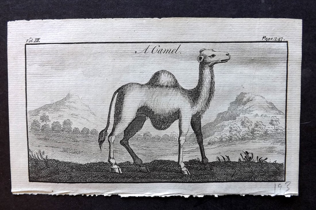 Newbery & Carnan (Pub) 1768 Antique Print. Camel: Copper Plate Published 1767-68 by Newbery and Carnan, London for "The Wonders of Nature and Art?" Paper Size: 6.5 x 4 inch (17 x 10cm) Good Condition