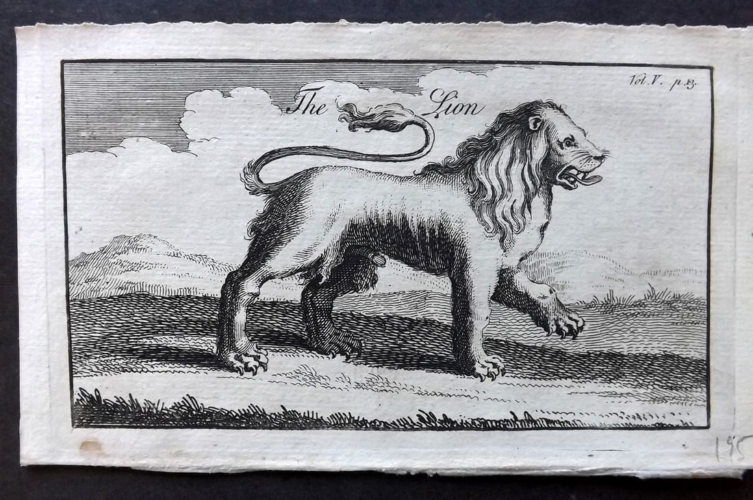 Newbery & Carnan (Pub) 1768 Antique Print. Lion (1 of 1)