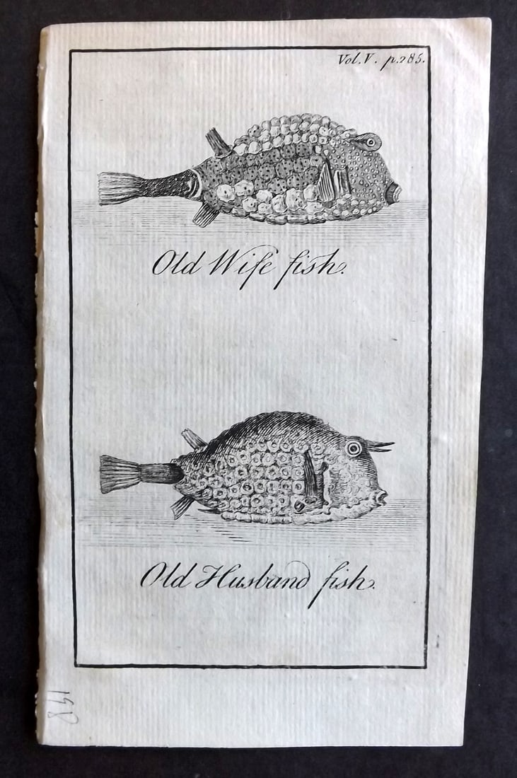 Newbery & Carnan (Pub) 1768 Antique Print. Old Wife & Old Husband Fish: Copper Plate Published 1767-68 by Newbery and Carnan, London for "The Wonders of Nature and Art?" Paper Size: 6.5 x 4 inch (17 x 10cm) Good Condition