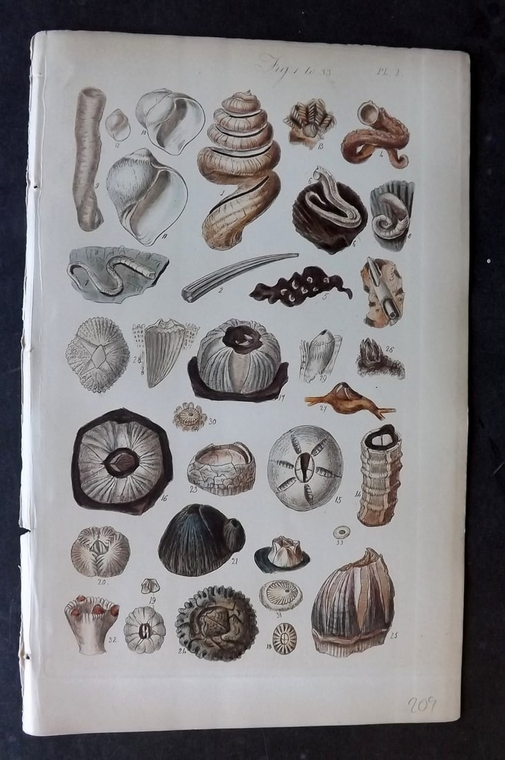 Sowerby, George 1852 Hand Colored Shell Print 01 (1 of 1)