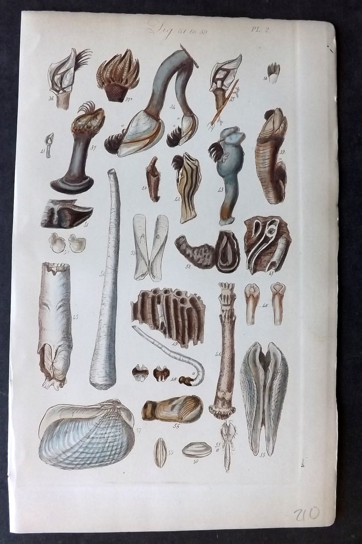 Sowerby, George 1852 Hand Colored Shell Print 02: Hand Colored Etching Published 1852, London for "A Conchological Manual" by George Brettingham Sowerby. Paper Size: 8.5 x 5.5 inch (22 x 14cm) Good Condition