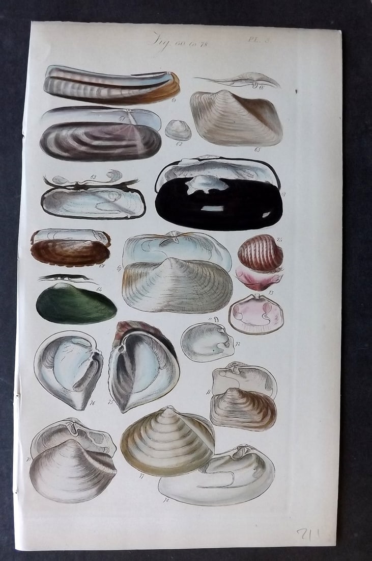 Sowerby, George 1852 Hand Colored Shell Print 03 (1 of 1)