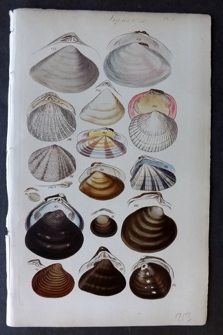 Sowerby, George 1852 Hand Colored Shell Print 05 (1 of 1)