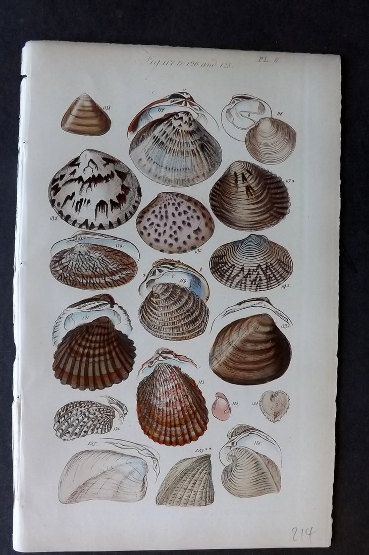 Sowerby, George 1852 Hand Colored Shell Print 06 (1 of 1)