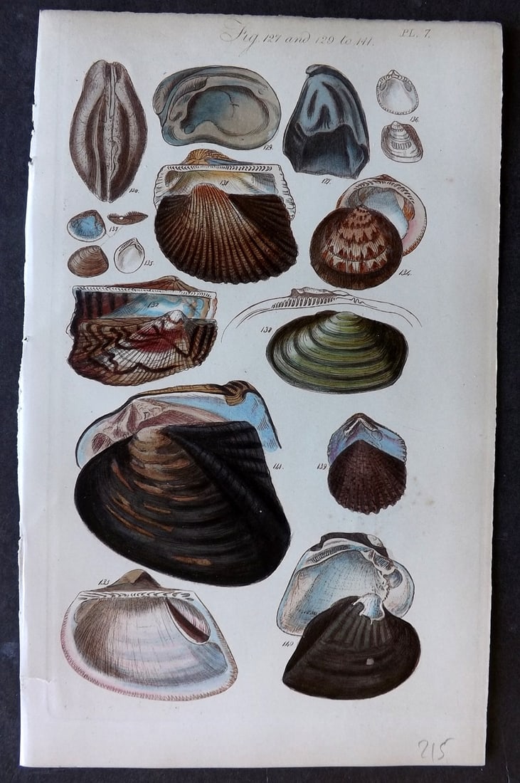 Sowerby, George 1852 Hand Colored Shell Print 07 (1 of 1)