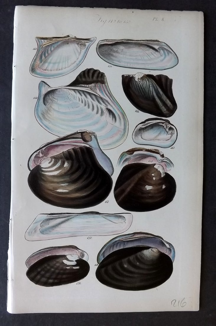 Sowerby, George 1852 Hand Colored Shell Print 08: Hand Colored Etching Published 1852, London for "A Conchological Manual" by George Brettingham Sowerby. Paper Size: 8.5 x 5.5 inch (22 x 14cm) Good Condition