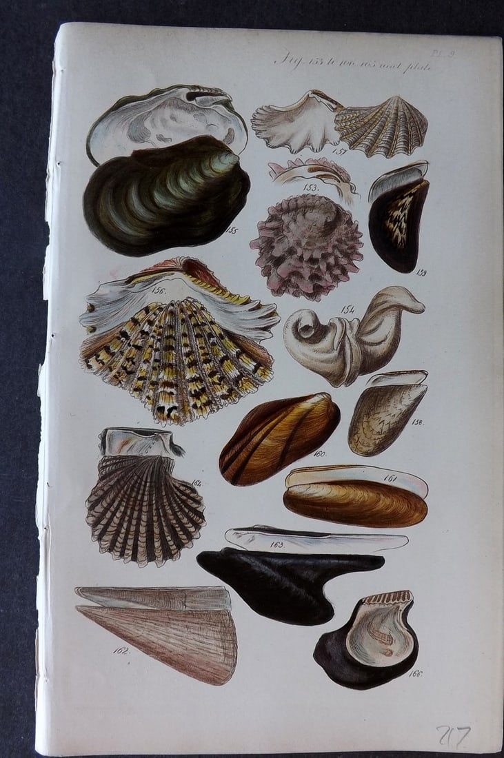 Sowerby, George 1852 Hand Colored Shell Print 09 (1 of 1)