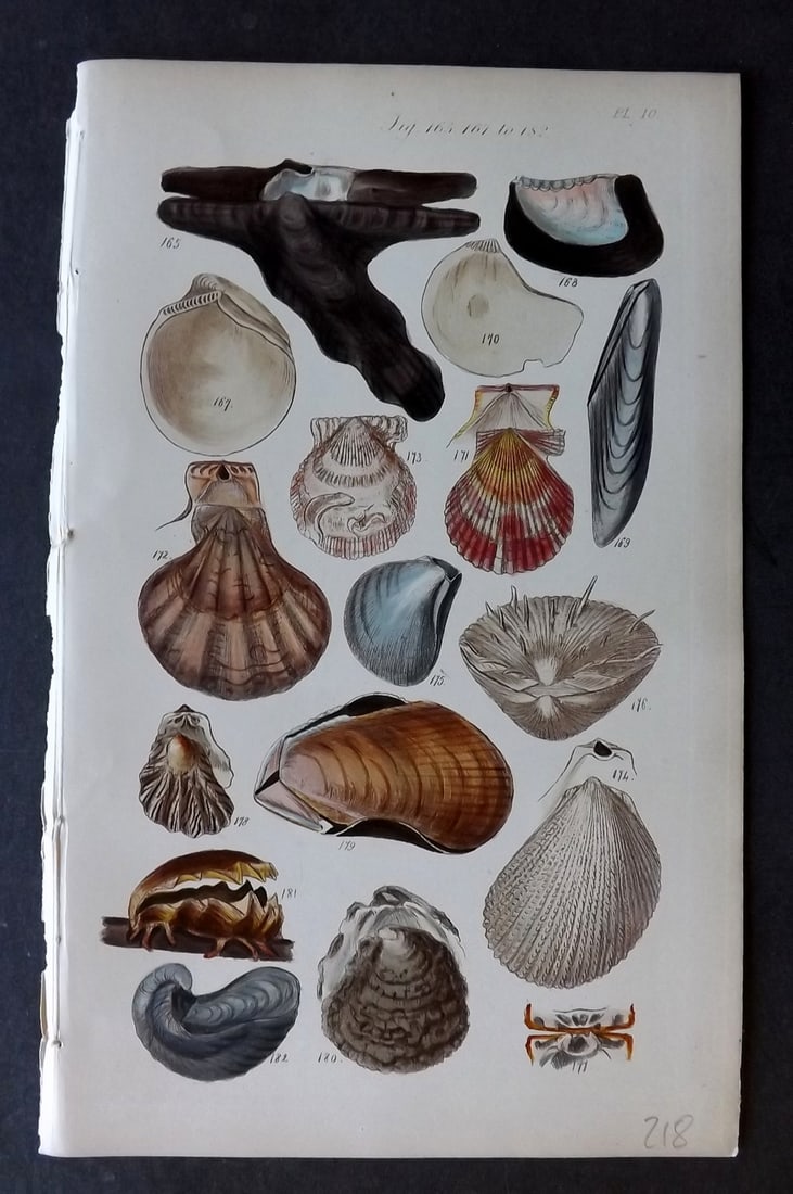 Sowerby, George 1852 Hand Colored Shell Print 10 (1 of 1)