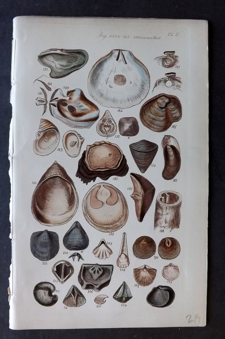 Sowerby, George 1852 Hand Colored Shell Print 11 (1 of 1)