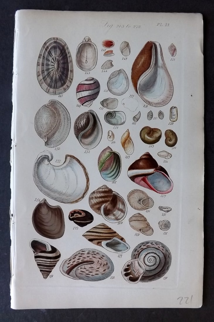 Sowerby, George 1852 Hand Colored Shell Print 13 (1 of 1)