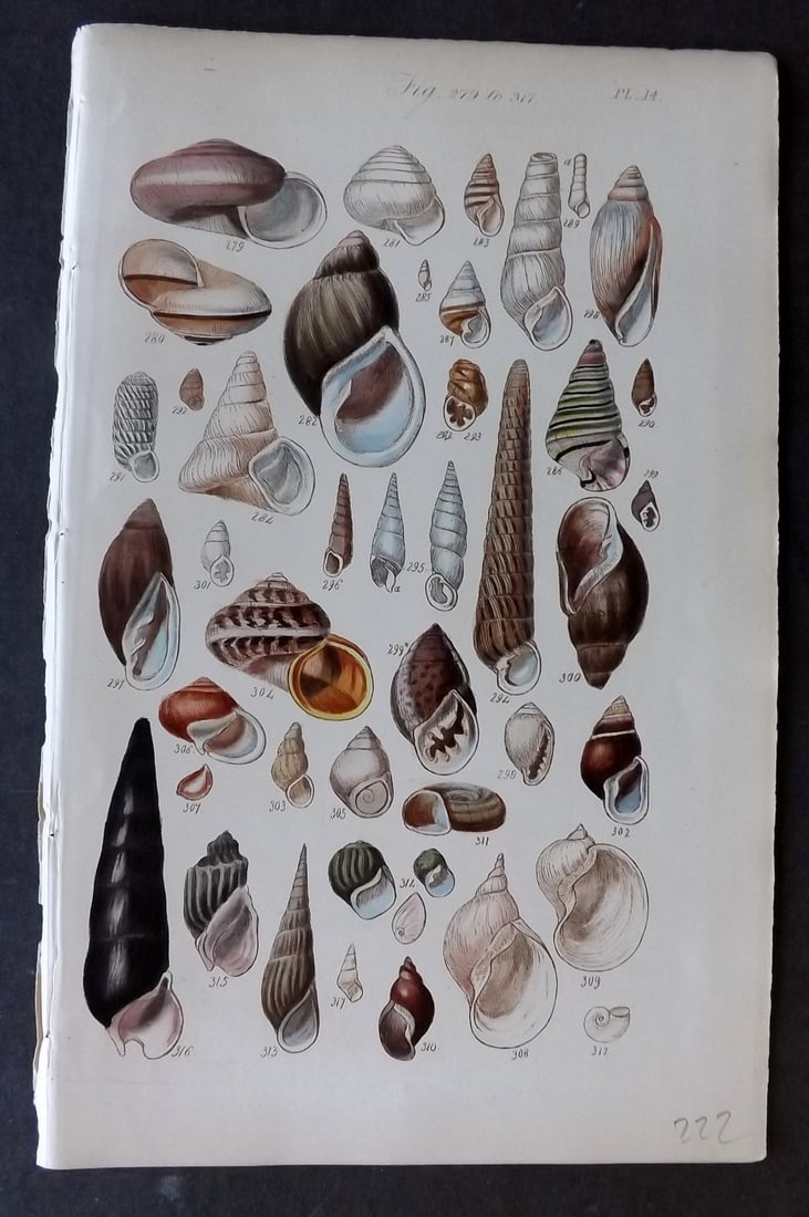 Sowerby, George 1852 Hand Colored Shell Print 14 (1 of 1)