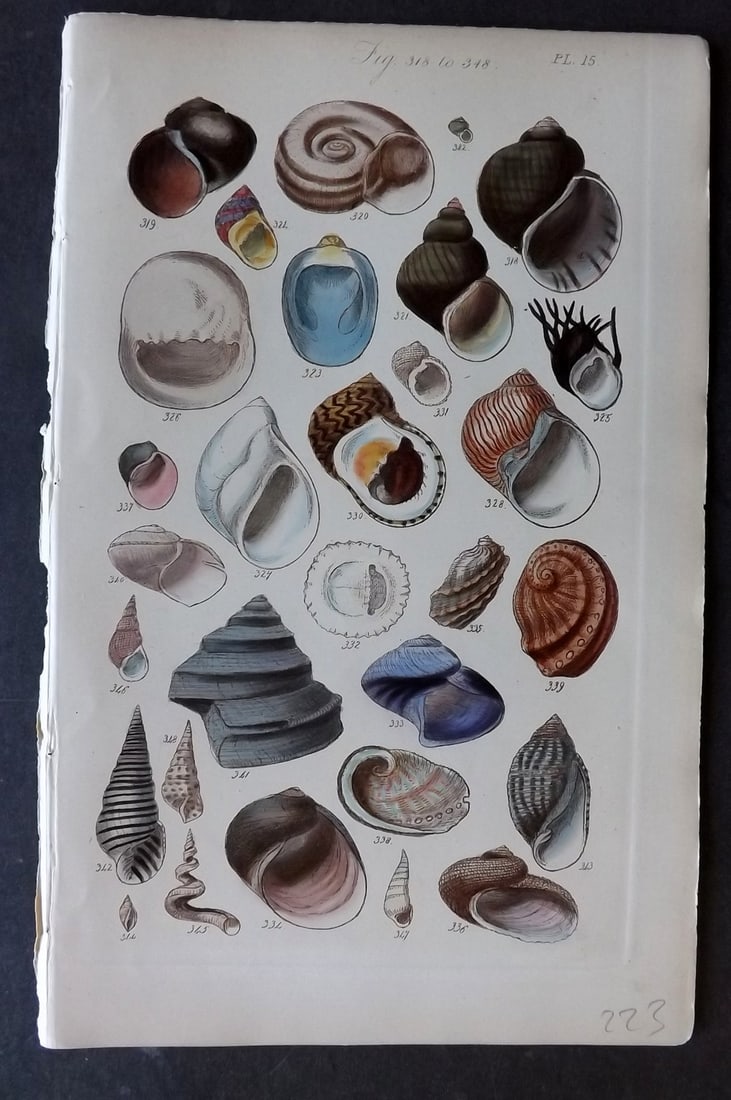 Sowerby, George 1852 Hand Colored Shell Print 15 (1 of 1)